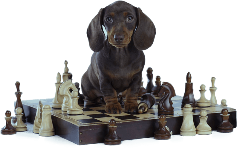 Brain Training For Dogs - Adrienne Farricelli's Online Dog Trainer